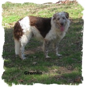 ABCA Red and White male Border Collie out of working stock